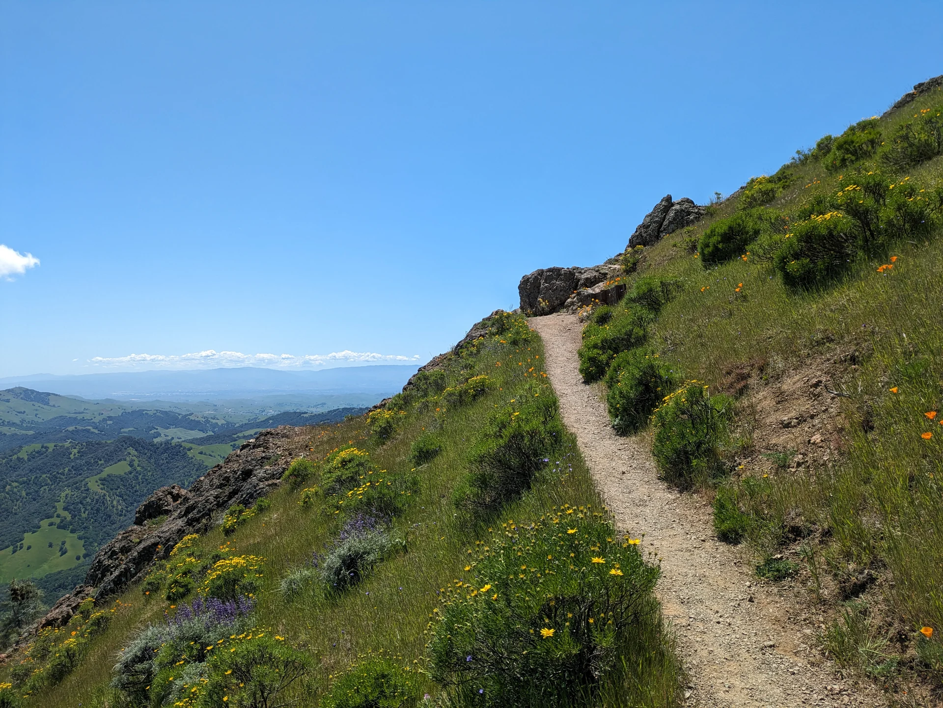 Wildflowers beside a trail on Mount Diablo